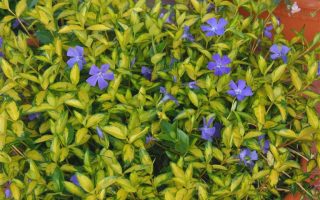 Vinca minor Barvínek menší, Illumination, K9