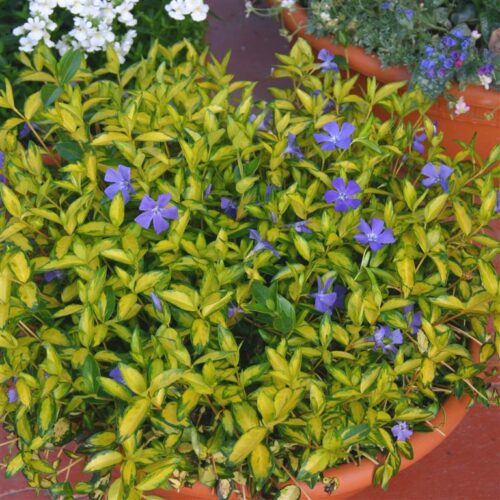 Vinca minor Barvínek menší, Illumination, K9 - Obrázek 1