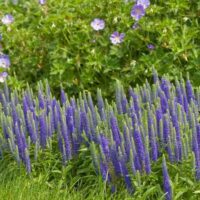 Veronica spicata Royal Candles K11