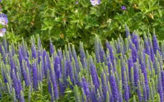 Veronica spicata Royal Candles K11