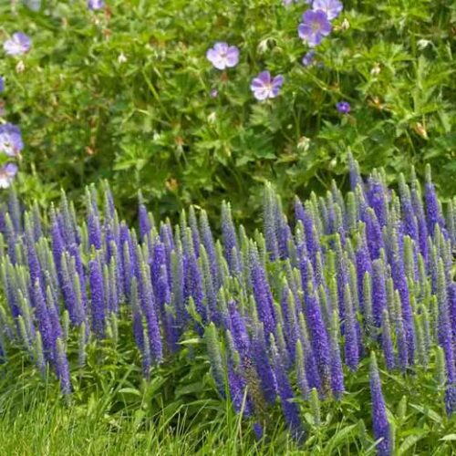 Veronica spicata Royal Candles K11 - Obrázek 1