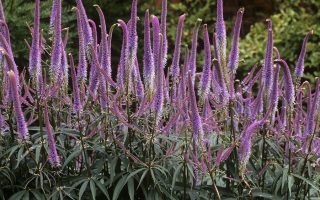Veronicastrum virginicum ´Fascination´ K11