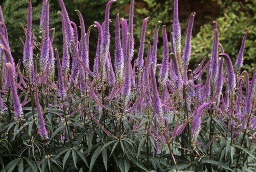Veronicastrum virginicum ´Fascination´ K11 - Obrázek 1
