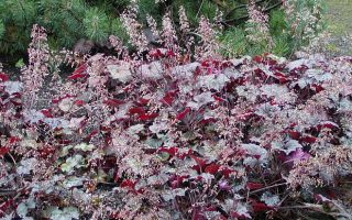Heuchera 'Indian Summer'