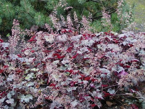 Heuchera 'Indian Summer' - Obrázek 1