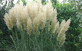 Cortaderia selloana ´Evita´ K2