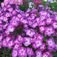 Phlox paniculata Plamenka latnatá,  ‘Uspech’ K11x11