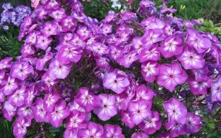 Phlox paniculata Plamenka latnatá,  ‘Uspech’ K11x11