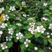 Cotoneaster dammeri Eichholz,  stálezelený, P 9
