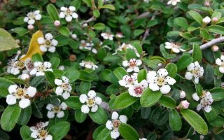 Cotoneaster dammeri Eichholz,  stálezelený, P 9