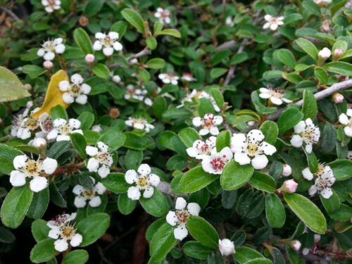 Cotoneaster dammeri Eichholz,  stálezelený, P 9 - Obrázek 1