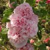Alcea rosea 'Pleniflora' - Růžové květy