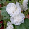 Alcea rosea 'Pleniflora' - Bílé květy
