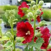 Alcea rosea 'Pleniflora' - Červené květy