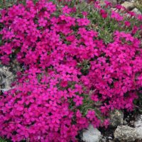 Phlox douglasii ‘Red Admiral’ K9x9