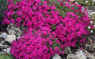 Phlox douglasii ‘Red Admiral’ K9x9