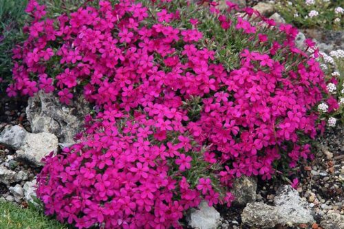 Phlox douglasii ‘Red Admiral’ K9x9 - Obrázek 1