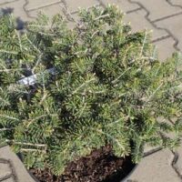 Abies koreana 'Fliegende Untertasse' 10–15 cm