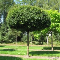 Acer campestre 'Nanum'