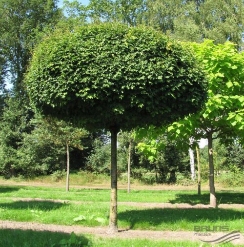 Acer campestre 'Nanum' - Obrázek 1