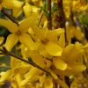 Forsythia intermedia 'Minigold' - Kontejner 5 l, v. 50-60 CM