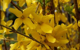 Forsythia intermedia 'Minigold'