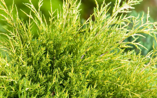 Juniperus × pfitzeriana 'Old Gold'