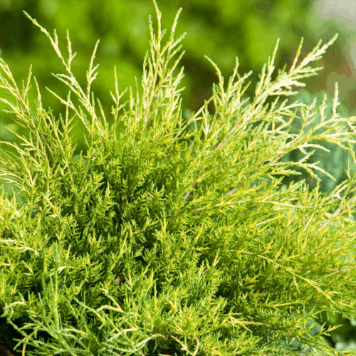 Juniperus × pfitzeriana 'Old Gold' - Image 1