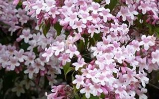 KOLKWITZIA AMABILIS 20–30 K1,5