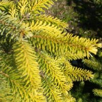 Picea omorika 'Aurea'