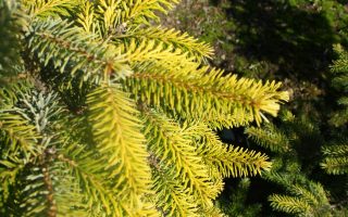 Picea omorika 'Aurea'