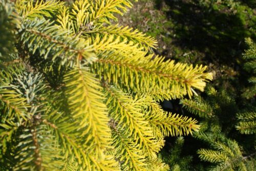 Picea omorika 'Aurea' - Obrázek 1