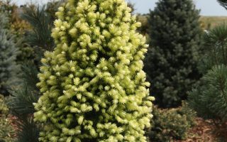Picea Glauca 'Sun on the sky'