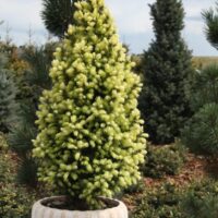 Picea Glauca 'Sun on the sky'