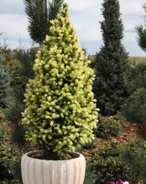 Picea Glauca 'Sun on the sky' - Obrázek 1