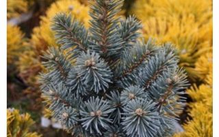 Picea pungens ´Retroflexa´ 15–20 K2
