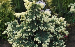 Picea pungens ´Bialobok´ 10–15 K2