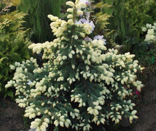 Picea pungens ´Bialobok´ 10–15 K2 - Obrázek 1