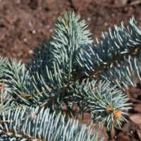 Picea pungens ´Baby Blue Eyes´ 30–40 K10