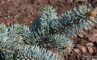 Picea pungens ´Baby Blue Eyes´ 30–40 K10