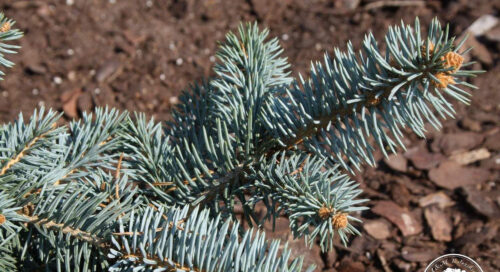 Picea pungens ´Baby Blue Eyes´ 30–40 K10 - Obrázek 1