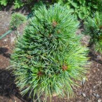 Pinus cembra ´Stoderzinken´ 15–20 K2