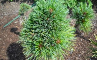 Pinus cembra ´Stoderzinken´ 15–20 K2
