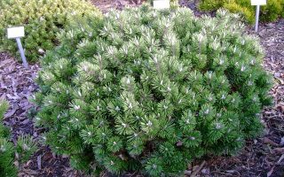 Pinus mugo ´Humpy´ 10–15 K2