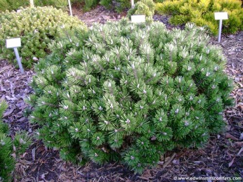 Pinus mugo ´Humpy´ 10–15 K2 - Obrázek 1