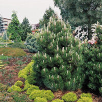 Pinus leucodermis Compact Gem 30–40 K5