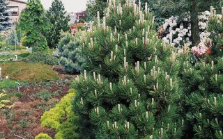 Pinus leucodermis Compact Gem 30–40 K5