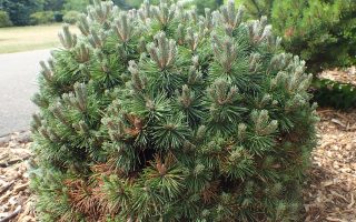 Pinus mugo ´Allgaeu´ 10–15 K2