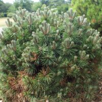 Pinus mugo ´Allgaeu´ 10–15 K2