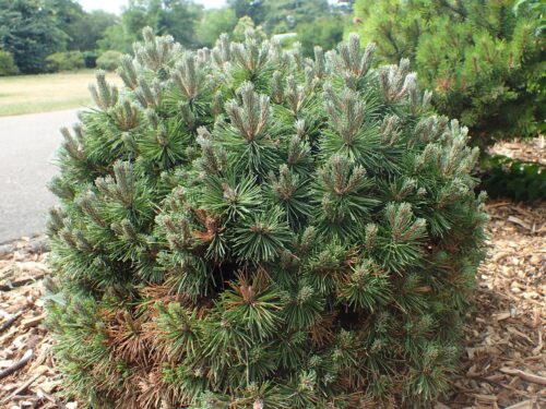 Pinus mugo ´Allgaeu´ 10–15 K2 - Obrázek 1